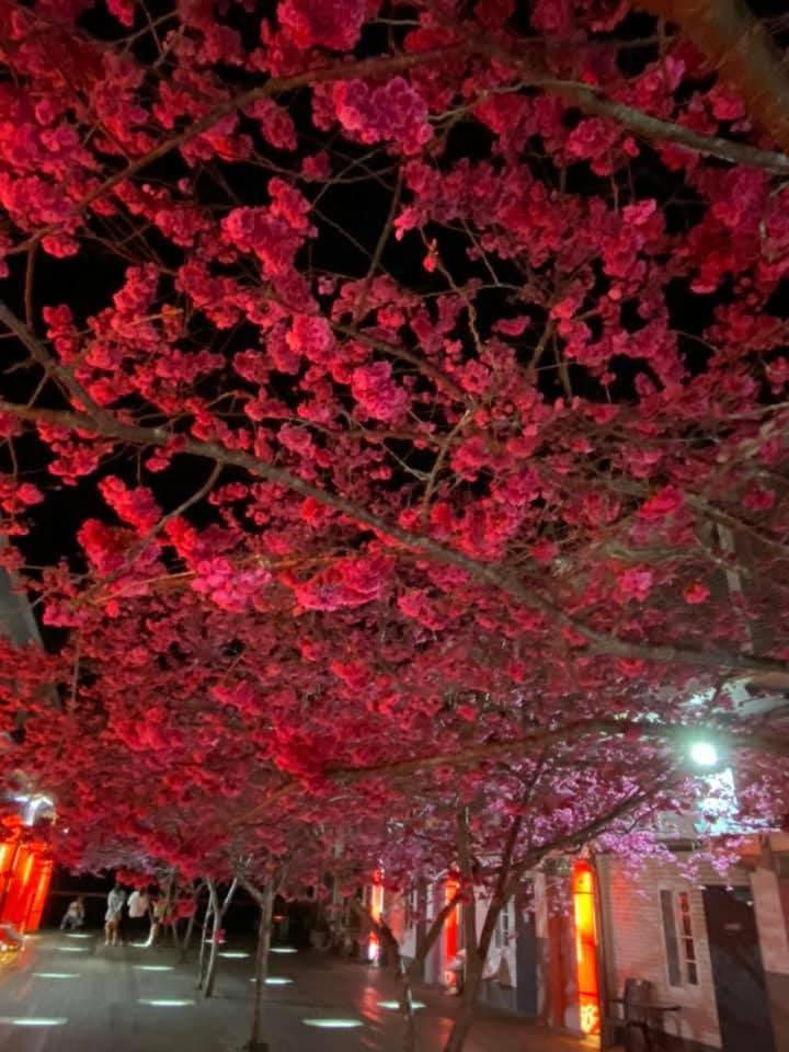 Miaoli Sanyi Shantongyazhu Homestay Exteriér fotografie